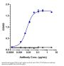 Anti-CCN2 / CTGF Reference Antibody (pamrevlumab)