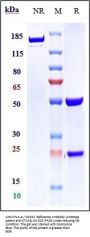 Anti-CTLA-4 / CD152 Reference Antibody (Antitope patent anti-CTLA4)