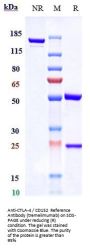 Anti-CTLA-4 / CD152 Reference Antibody (tremelimumab)