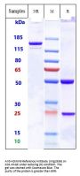 Anti-ADAM9 Reference Antibody (Imgc936)