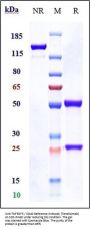 Anti-TNFRSF5 / CD40 Reference Antibody (Teneliximab)