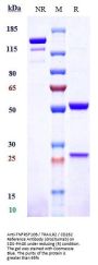 Anti-TNFRSF10B / TRAILR2 / CD262 Reference Antibody (drozitumab)