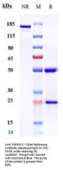 Anti-TNFRSF5 / CD40 Reference Antibody (dacetuzumab)