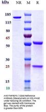 Anti-TNFRSF5 / CD40 Reference Antibody (bleselumab)