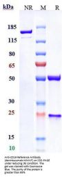 Anti-CD19 Reference Antibody (denintuzumab-MMAF)