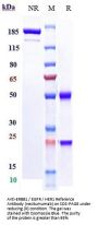 Anti-ERBB1 / EGFR / HER1 Reference Antibody (necitumumab)