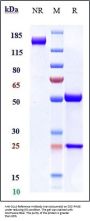 Anti-DLL4 Reference Antibody (navicixizumab)