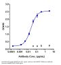 Anti-ANGPT2 Reference Antibody (nesvacumab)