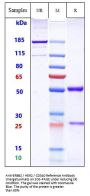 Anti-ERBB2 / HER2 / CD340 Reference Antibody (margetuximab)
