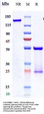 Anti-ERBB2 / HER2 / CD340 Reference Antibody (pertuzumab)