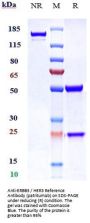 Anti-ERBB3 / HER3 Reference Antibody (patritumab)