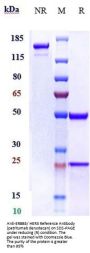 Anti-ERBB3/ HER3 Reference Antibody (patritumab deruxtecan)