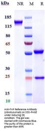Anti-FAP Reference Antibody (sibrotuzumab)