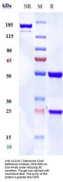 Anti-AA2AR / Adenosine A2aR Reference Antibody (3F6-9G5)