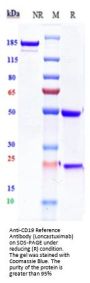 Anti-CD19 Reference Antibody (Loncastuximab)