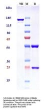 Anti-Siglec-2 / CD22 Reference Antibody (pinatuzumab)
