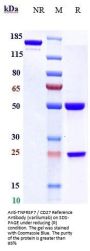 Anti-TNFRSF7 / CD27 Reference Antibody (varlilumab)
