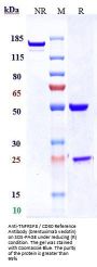 Anti-TNFRSF8 / CD30 Reference Antibody (brentuximab vedotin)