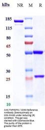 Anti-TNFRSF8 / CD30 Reference Antibody (brentuximab)