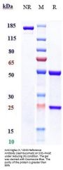 Anti-Siglec-3 / CD33 Reference Antibody (Gemtuzumab)