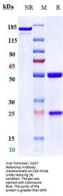 Anti-TSPAN26 / CD37 Reference Antibody (naratuximab)