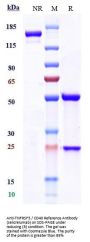 Anti-TNFRSF5 / CD40 Reference Antibody (selicrelumab)