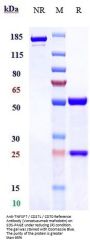 Anti-TNFSF7 / CD27L / CD70 Reference Antibody (Vorsetuzumab mafodotin)