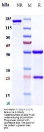 Anti-TNFSF7 / CD27L / CD70 Reference Antibody (vorsetuzumab)
