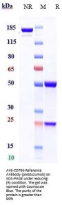 Anti-CD79b Reference Antibody (polatuzumab)