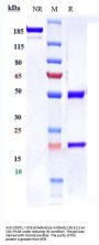 Anti-CDCP1 / CD318 Reference Antibody (38 E11)