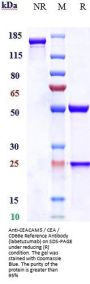 Anti-CEACAM5 / CEA / CD66e Reference Antibody (labetuzumab)
