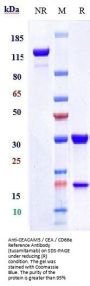 Anti-CEACAM5 / CEA / CD66e Reference Antibody (tusamitamab)