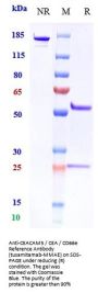 Anti-CEACAM5 / CEA / CD66e Reference Antibody (tusamitamab-MMAE)