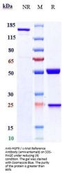 Anti-HGFR / c-Met Reference Antibody (amivantamab)