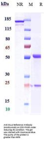 Anti-DLL4 Reference Antibody (enoticumab)