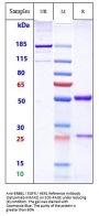 Anti-ERBB1 / EGFR / HER1 Reference Antibody (Cetuximab-MMAE)