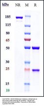 Anti-FGFR3 / CD333 Reference Antibody (vofatamab)