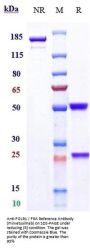 Anti-FOLR1 / FRA Reference Antibody (mirvetuximab)