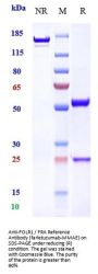 Anti-FOLR1 / FRA Reference Antibody (farletuzumab-MMAE)