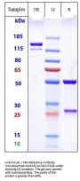 Anti-FOLR1 / FRA Reference Antibody (mirvetuximab-MMAE)