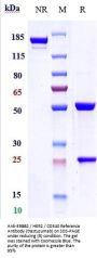 Anti-ERBB2 / HER2 / CD340 Reference Antibody (trastuzumab)