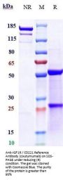 Anti-IGF1R / CD221 Reference Antibody (cixutumumab)
