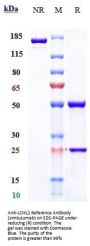 Anti-LOXL2 Reference Antibody (simtuzumab)