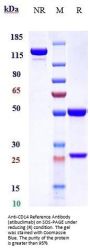 Anti-CD14 Reference Antibody (atibuclimab)
