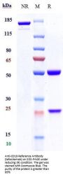 Anti-CD19 Reference Antibody (tafasitamab)