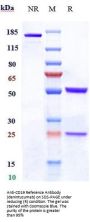 Anti-CD19 Reference Antibody (denintuzumab)