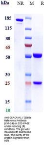 Anti-CEACAM1 / CD66a Reference Antibody (CM-24)