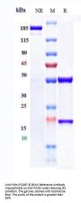 Anti-FcRn (FCGRT & B2M) Reference Antibody (nipocalimab)