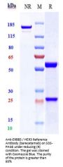 Anti-ERBB3 / HER3 Reference Antibody (barecetamab)
