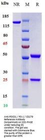 Anti-PDCD1 / PD-1 / CD279 Reference Antibody (toripalimab)
